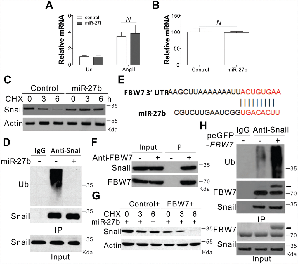 miR-27b modulated the expression of Snail by inhibiting its degradation (A, B) The mRNA level of Snail in CFs treated with AngII combined with miR-27i (A) or miR2-7b (B). (C) The effect of miR-27b on the expression of Snail in CFs treated with cycloheximide (CHX, 1 μg/ml) at indicated time points. (D) Roles of miR-27b in Snail ubiquitination. (E) Characterization of the messenger RNA (mRNA) of FBW7, which depicted miR-27b binding site (BS) in its 3′-untranslated region (UTR). (F) The interaction of FBW7 and Snail in CFs. (G) The effect of FBW7 overexpression on the expression of Snail in CFs treated with cycloheximide (CHX, 1 μg/ml) at indicated time points. (H) The effect of FBW7 overexpression on the ubiquitination of Snail. Arrow indicates the GFP-FBW7. Data were represented as mean ± SEM (n=4). N, p>0.05.