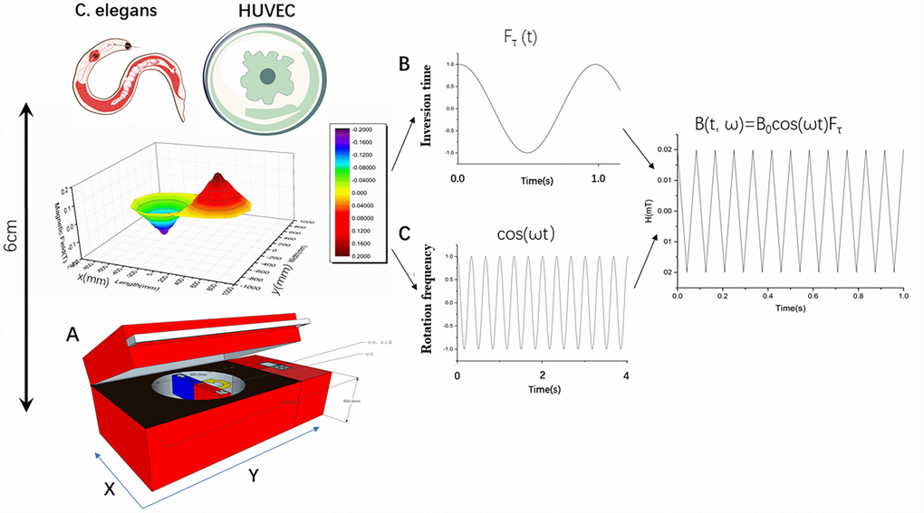 Characterization of rotating magnetic field and experimental setup. (A) Experimental setup for treatment of Caenorhabditis elegans and cells with a rotating magnetic field (RMF). C. elegans and cells were positioned above the RMF generator and exposed to RMFs of different amplitudes consisting of two overlaying components: translational (with varying inversion time) and rotational (with varying rotational frequencies). (B, C) B(t, ω) represents the magnetic field induction as a function of time; B0 represents the amplitude; Fτ represents the contribution of the translational movement of different inversion time; and ωt represents the contributing rotation frequency.