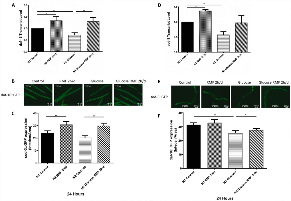 RMF promoted the expression of daf-16 and SOD-3. (A) The daf-16 transcript level. (B) Expression of daf-16::GFP observed under a fluorescence microscope (C) The relative fluorescence intensity of the daf-16::GFP was quantified using ImageJ software. (D) The SOD-3 transcript level. (E) Expression of SOD-3::GFP expression observed under a fluorescence microscope. (F) The relative fluorescence intensity of the SOD-3::GFP was quantified using ImageJ software.