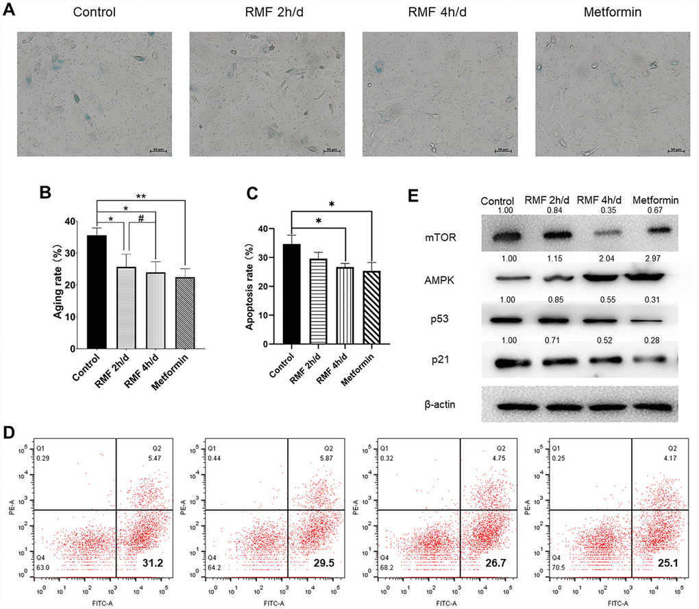 Rotating magnetic field exposure delays HUVEC senescence. (A, B) HUVECs were exposed to RMF daily for 0 h, 2 h, and 4 h; 20 μM metformin was used as a positive control. SA-β-Gal staining was performed and the number of β-Gal-positive (blue) cells was calculated as a percentage of the total cell number using Image J software. (C, D) Flow cytometry was used to detect the apoptosis of HUVEC after RMF treatment. (E) Western blot analysis showed that RMF exposure increased in AMPK protein expression and decreased P21, P53 and mTOR protein expression.