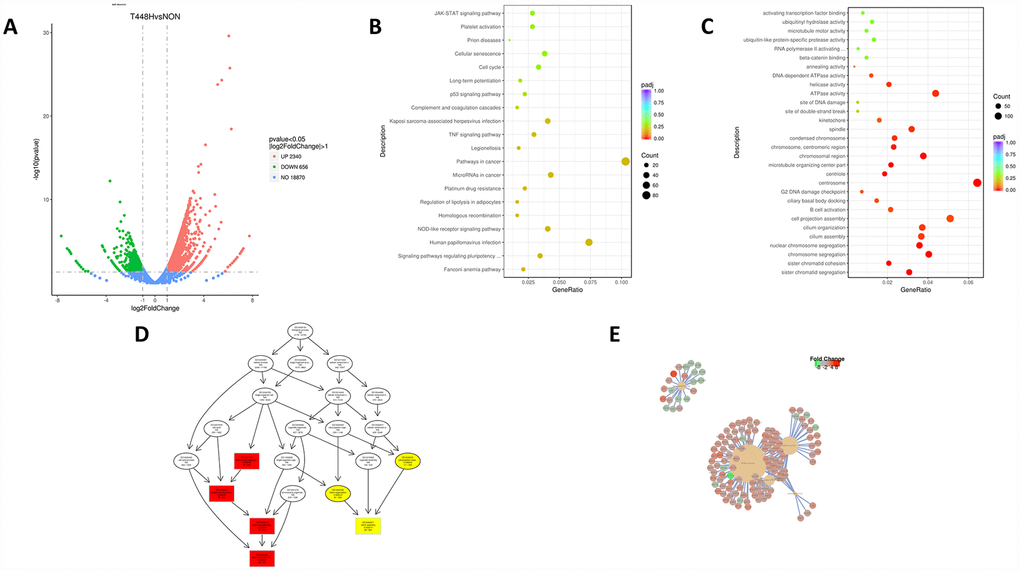 RMF extends the life of HUVECs in a multi-target manner. (A) Volcano map showing the RNA-seq expression pattern in HUVECs exposed to RMF for 4 h compared to that of untreated control cells. Red indicates a higher expression level and green indicates a lower expression level. The distance of the dot from the x-axis reflects the size of the P-value. (B, C) Gene enrichment map in HUVECs exposed to a RMF for 4 h compared to untreated control cells. (D) Signal transduction pathways affected by RMF. (E) Predicted protein interactions.