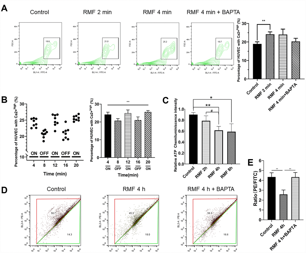 RMF induced Ca2+ outflow from the endoplasmic reticulum to reduce intracellular MMP and ATP levels. (A) HUVECs were treated with RMF for 0 min, 2 min, 4 min and 4 min with a calcium channel inhibitor (BAPTA). After the addition of the Ca2+ probe Fluo-4-AM, the intracellular Ca2+ concentration was detected by flow cytometry. (B) The intracellular Ca2+ concentration in the same cells was detected following RMF treatment at 4-min intervals. (C) HUVECs were treated with RMF for 0 h, 2 h, 4 h, and 8 h. The intracellular ATP content was then detected. (D, E) After RMF treatment of HUVECs at 0 min, and 4 min in the presence and absence of the endoplasmic reticulum calcium channel inhibitor (BAPTA), changes in MMP levels were detected by flow cytometric analysis of the MMP dye, JC-1.