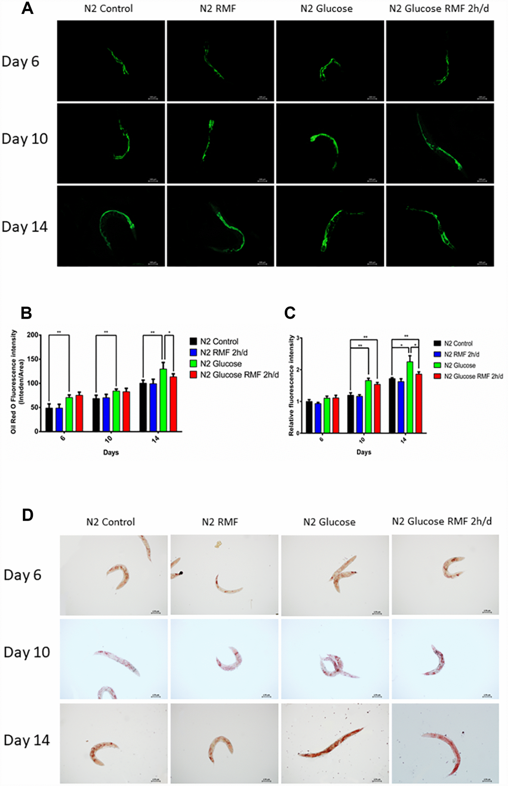 RMF reduced the accumulation of fat and age-related pigments in C. elegans. (A) Representative image of age-related pigments in N2 C. elegans; scale bar = 100 μm. (B) The fluorescence of the fat normalized to tryptophan fluorescence was measured using a microplate reader. (C) The fluorescence of the age-related pigment normalized to tryptophan fluorescence was measured using a microplate reader. (D) Representative image of fat in N2 C. elegans; scale bar = 100 μm. Both experiments were performed on four independent four occasions (days 6, 10 and 14 after the start of RMF treatment). Different letters indicate a significant difference among groups (P 