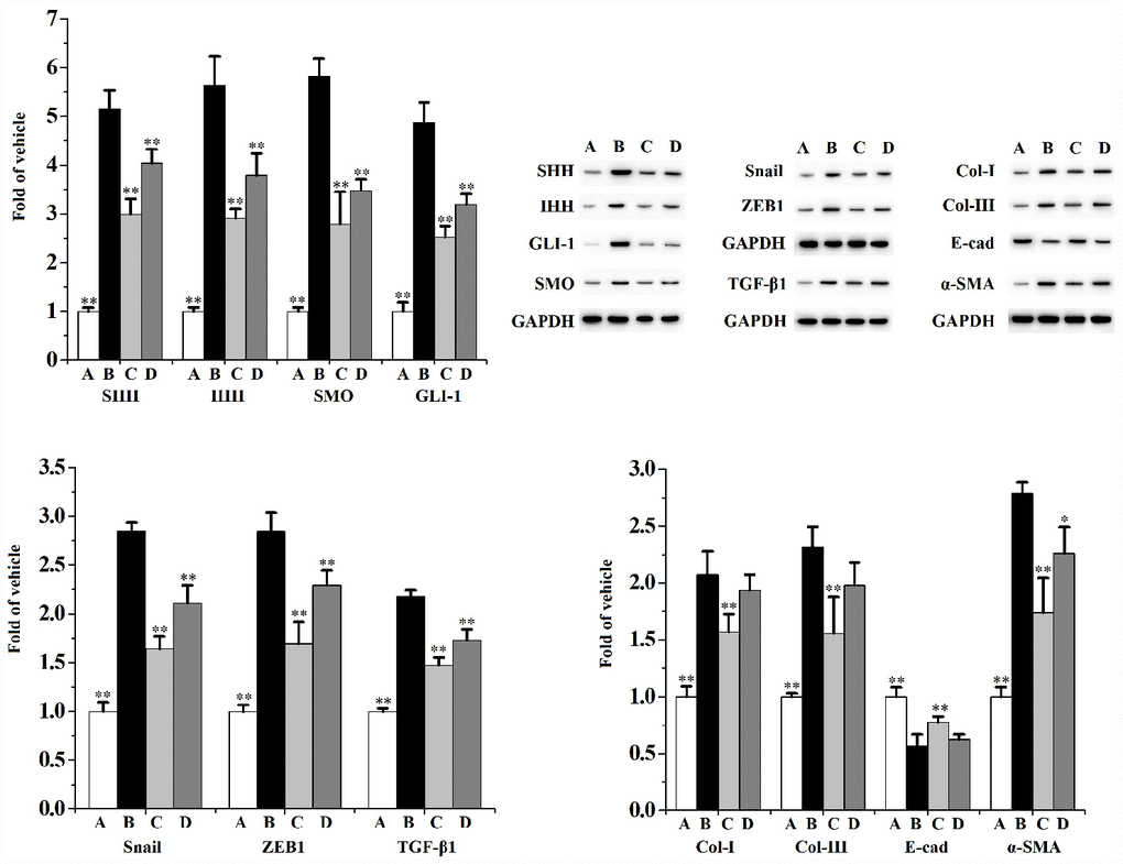 The expression of SHH, IHH, SMO, GLI-1, Snail, ZEB1, TGF-β1, Col-I, Col-III, E-cad and α-SMA in RWPE-1 cells (n=3 per group).**p*p