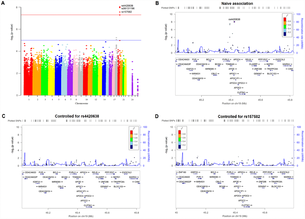 Manhattan and regional plots for associations with hippocampal atrophy rate. (A) Genome-wide signal intensity (Manhattan) plots showing the －log10 (p value) for individual single nucleotide polymorphisms. (B) Regional association results for the 45.0 Mb to 45.8 Mb region of chromosome 19. (C) Association results for the 45.0 Mb to 45.8 Mb region of chromosome 19 controlling for rs4420638. (D) Association results for the 45.0 Mb to 45.8 Mb region of chromosome 19 controlling for rs157582.