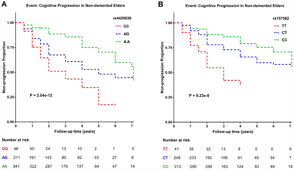 Kaplan–Meier survival curves for probability of cognitive progression. Numbers of individuals at risk at different follow-up time points were presented. Survival time was calculated according to the interval from the initial baseline evaluation to cognitive progression. (A) Subjects with the minor allele of rs4420638 (G) showed a greater rate of cognitive decline. (B) Subjects with the minor allele of rs157582 (T) showed a greater rate of cognitive decline.