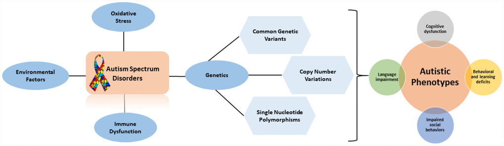 Flow diagram outlining the factors that contribute to autistic phenotypes.