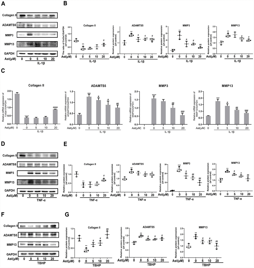 Effects of Ast on OA chondrocytes. Chondrocytes were pretreated with or without Ast (5, 10, and 20 μM) for 2 h and then exposed to IL-1β (5 ng/ml) for 24 h. Then, (A–C) the expression of Collagen II, ADAMTS5, MMP3, and MMP13 was examined by RT-PCR and western blotting and quantified. Chondrocytes were treated with the vehicle or with increasing concentrations of Ast for 2 h followed by (5 ng/ml) TNF-α stimulation. (D, E) The expression of Collagen II, ADAMTS5, MMP3, and MMP13 were determined by western blotting and quantified. After the cells were treated with the vehicle or Ast (5, 10, and 20 μM) for 2 h, and stimulated with 100 μM TBHP, (F, G) the expression of Collagen II, ADAMTS5, and MMP13 was investigated by western blotting and quantified. The data are presented as dot plots from three independent experiments. Significant differences among different groups are indicated as **p