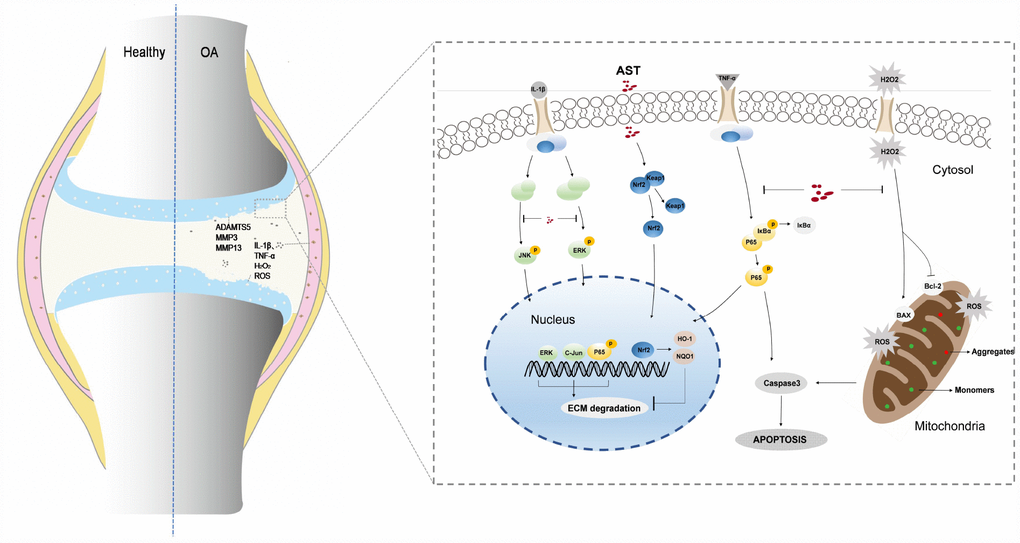 Schematic diagram of Ast-mediated protective effects on cartilage homeostasis. Ast attenuated ECM degradation of OA chondrocytes through the Nrf2 signaling, and ameliorated the IL-1β-induced inflammatory response and ECM degradation via blockade of MAPK signaling. In addition, Ast alleviated TNF-α-induced ECM degradation and chondrocyte apoptosis by inhibiting the NF-kB signaling, suppressed TBHP-induced oxidative stress, and subsequently reduced chondrocyte apoptosis.