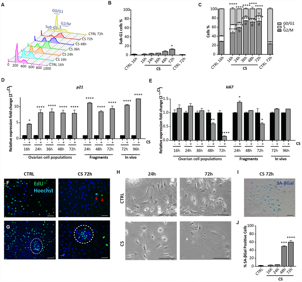 Analysis of CS-induced senescence in ovarian somatic cells in vitro and in vivo. (A–C) Cells treated with 10 μM CS for the indicated times, were analyzed by flow cytometry in order to quantify (C) cell cycle distribution and (B) apoptosis (sub-G1). Results are expressed as mean ± SEM of three experiments. Statistical differences vs control *pvs 16hrs in the G2/M phase b = pd = pD, E) Comparison of qRT-PCR analysis for (D) p21 and (E) ki67 between in vitro (dispersed ovarian somatic cells and ovarian fragments) and in vivo (ovaries from intraperitoneal injected mice) conditions. Data are shown as mean ± SEM of three analyses. Statistical differences vs control *pF, G) Representative staining for Click-iT EdU (green) in (F) scattered cells and in (G) colony of ovarian surface epithelium (OSE) cells (white circle) after 72 hrs of CS treatment. Red arrowheads indicate proliferating cells. Scale bar = 100μm. (H) Cultured ovarian somatic cells treated with CS acquired large and flattened morphology from 48 hrs onwards. (I, J) Representative image and quantification of SA-βgal activity positive cells after 72 hrs of CS treatment, scale bar = 100μm. Data are expressed as mean ± SEM of four experiments. Statistical differences vs control ***p