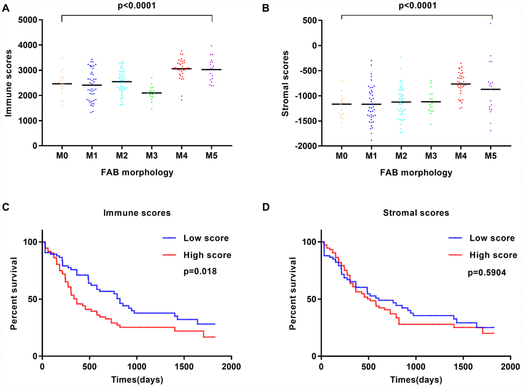 Immune scores and stromal scores are associated with AML FAB subtypes and overall survival. (A) Distribution of immune scores within AML FAB subtypes. Significant associations were detected between AML FAB subtypes and immune scores (n = 173, p B) Distribution of stromal scores within AML FAB subtypes. Significant associations were found between AML FAB subtypes and stromal scores (n = 173, p C) Kaplan-Meier survival analysis of high vs. low immune score groups (log-rank test, p = 0.018). (D) Kaplan-Meier survival analysis of high vs. low stromal score groups (log-rank test, p = 0.5904).