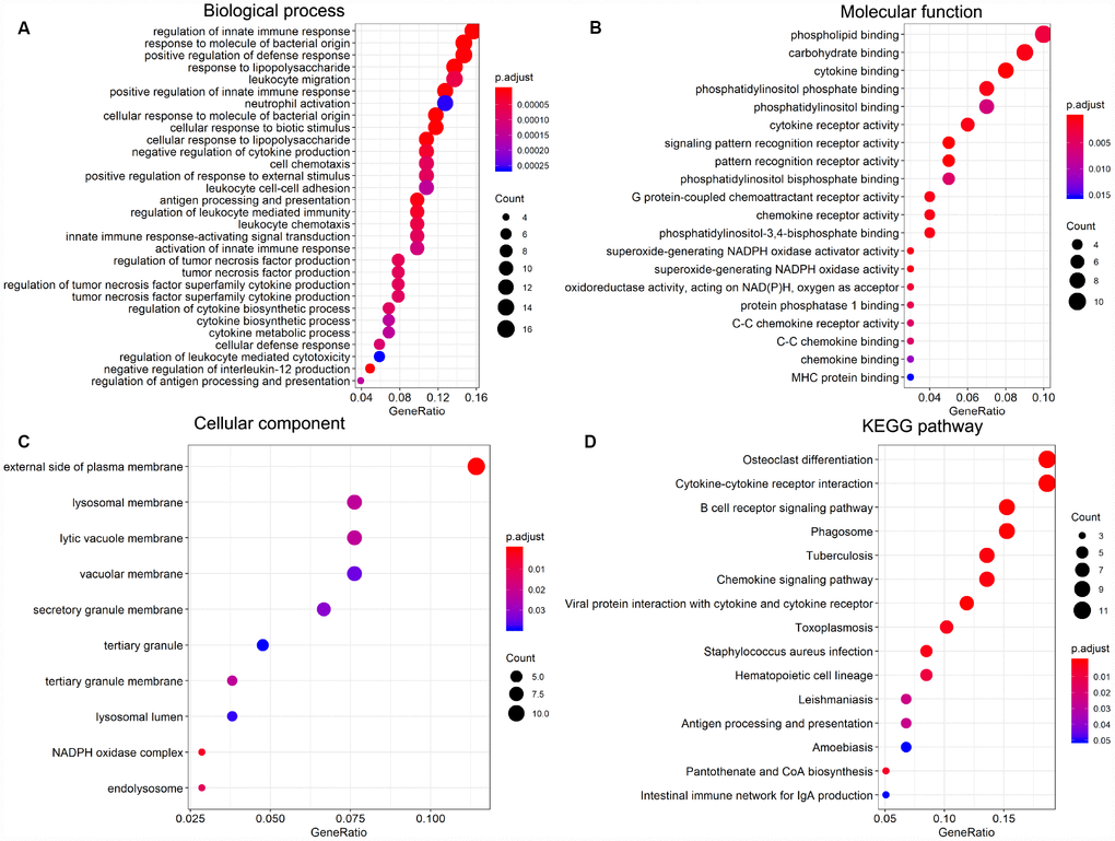 Significantly enriched GO terms and KEGG pathways of prognosis-predictive DEGs from AML samples. (A) Biological process (BP). (B) Molecular function (MF). (C) Cellular component (CC). (D) KEGG pathway analysis.