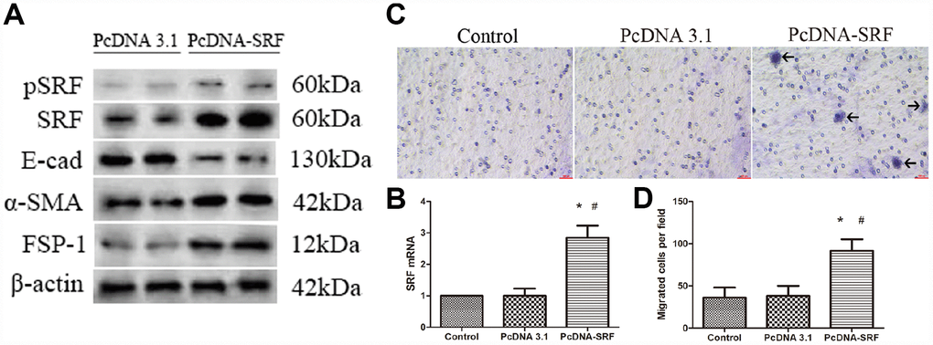 SRF overexpression induced EMT and migration in NRK-52E cells. (A) Western blot analysis showing the induction of SRF, α-SMA, and FSP-1 expression and a reduction in E-cadherin expression. (B) Quantitative RT-PCR analysis of SRF mRNA expression. (C) Representative micrographs of the transwell chamber migration assay at an original magnification of 200×. Arrowheads indicate some of the migrated cells. Bar=50 μm. (D) Quantitative analysis of the number of migrated NRK-52E cells per field in three groups. *P#P