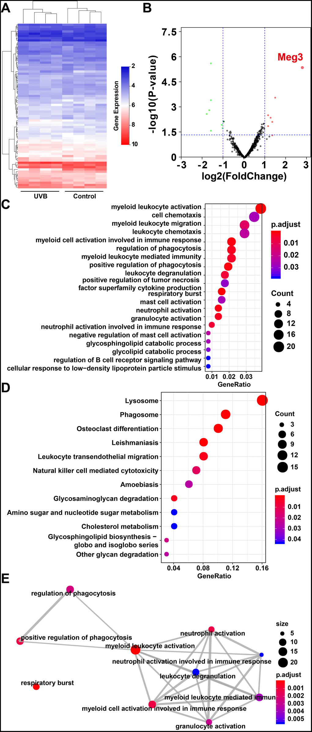 (A) Heat map of lncRNAs expression profiles of normal and UVB irradiated murine dorsal skin tissue groups. Red represents up-regulated lncRNAs and blue represents down-regulated lncRNAs. (B) Volcano plots of lncRNAs for normal and UVB irradiated murine dorsal skin tissue groups. The horizontal axis represents fold change (log 2) and the vertical axis is P value (−log 10). Red points (fold change > 1) indicate up-regulated lncRNAs, green points (fold change C) and KEGG enrichment (D) of differentially expressed lncRNAs in normal and UVB irradiated murine dorsal skin tissue groups. The horizontal axis represents the proportion of those genes accounted for in all the annotated genes, the left side of the vertical axis represents the annotation terms. Bubble scale represents number of genes in each term; depth of bubble color represents p value. (E) The annotation terms are displayed as an interaction network by using the Reactome pathways. Bubble scale represents number of genes; depth of bubble color represents p value.