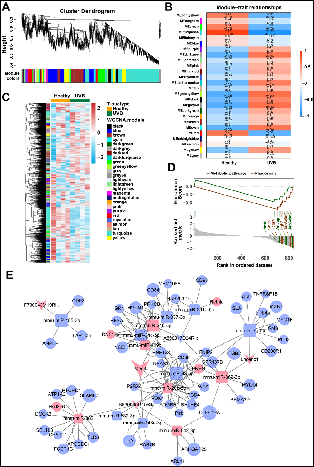 (A) Clustering dendrogram of genes by WGCNA. The dissimilarity of genes is based on topological overlap. The genes are assigned to different modules and are identified using different colors. (B) The relationship of each WGCNA co-expression modules between normal and UVB irradiated samples were investigated. (C) Heatmap of clustered genes in the co-expression modules. The different colors on the horizontal and vertical axis represent different groups and modules. The colors in the middle represents the relativity among each module. (D) The significant KEGG-GSEA pathways in differentially expressed mRNAs linked to lncRNAs. The horizontal axis represents the rank in all the ordered dataset, the vertical axes represent enrichment score and ranked list metric. (E) The lncRNA-mRNA-miRNA ceRNA network was constructed by five lncRNAs, 14 miRNAs and 54 mRNAs for UVB induced skin lesions.