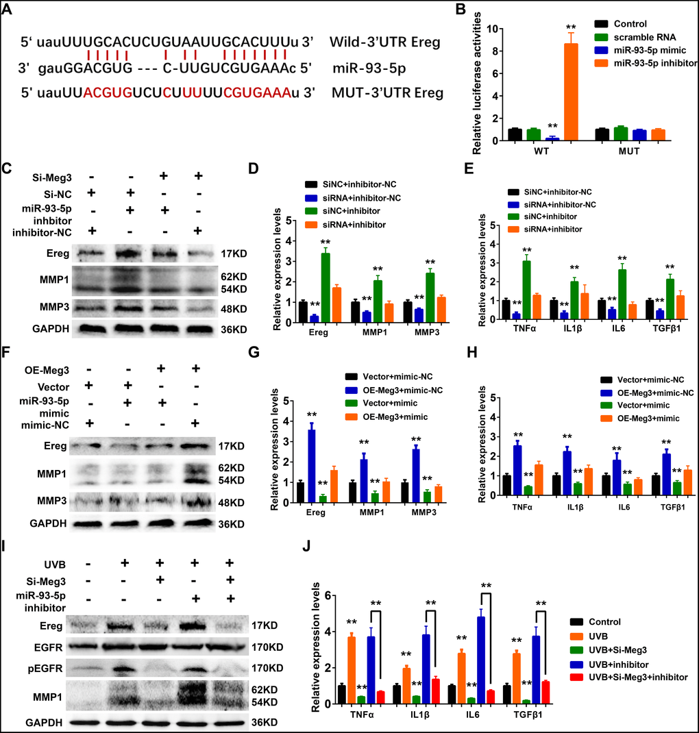 (A) The binding region between Ereg and miR-93-5p were predicted, and the sequences of wild-type Ereg (WT-Ereg) or mutant Ereg (MUT-Ereg) sequences were shown. (B) The directly binding between Ereg and miR-93-5p were confirmed by a luciferase reporter assay was performed with the luciferase reporter plasmids of WT-Meg3 or MUT-Meg3. (C) The protein expression of Ereg, MMP1 and MMP3 were determined by Western blot. Cells were transfected with miR-93-5p inhibitor or siRNA Meg3. (D) The inhibitory efficiency of miR-93-5p inhibitor and/or siRNA Meg3 for their effects on Ereg, MMP1 and MMP3 expression were determined by qRT-PCR. (E) The inhibitory efficiency of miR-93-5p inhibitor and/or siRNA Meg3 for their effects on inflammatory cytokines expression were determined by qRT-PCR. (F) The protein expression of Ereg, MMP1 and MMP3 were determined by Western blot. Cells were transfected with miR-93-5p mimic or pcDNA-Meg3 plasmid. (G) The effects of miR-93-5p mimic and/or Meg3 overexpressed plasmid on Ereg, MMP1 and MMP3 expression were determined by qRT-PCR. (H) The effects of miR-93-5p mimic and/or Meg3 overexpressed plasmid on inflammatory cytokines expression were determined by qRT-PCR. (I) The protein expression of Ereg, EGFR, pEGFR and MMP1 were determined by Western blot. Cells were transfected with miR-93-5p inhibitor and/or siRNA Meg3 after UVB irradiation. (J) The effects of miR-93-5p inhibitor and/or siRNA Meg3 on inflammatory cytokines expression were determined by qRT-PCR.