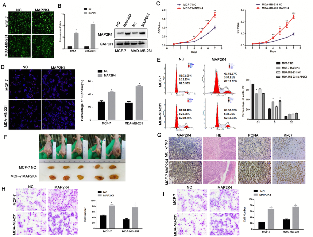 Overexpression of MAP2K4 promotes cell proliferation, migration, and invasion of breast cancer cells. (A) MCF-7 and MDA-MB-231 cells were transfected with Lv-MAP2K4 and LEV. Green fluorescent protein (GFP) expression was used to monitor the transfection efficiency. (B) MAP2K4 expression measured with qRT-PCR and Western blot following Lv-MAP2K4 overexpression, normalized to GAPDH. Mean ± SD,*PC), EdU assays (D), and FCM (E) in MCF-7-Lv-MAP2K4 and MDA-MB-231-Lv-MAP2K4 cells. Mean ± SD *PF) The in vivo MAP2K4 effect was evaluated in xenograft mouse models bearing tumors originating from MCF-7 cells, n=5/group. (G) Representative H&E stained sections with Ki-67 and PCNA IHC staining of primary tumor tissues are shown. Transwell (H) and Boyden assays (I) were performed to measure the effect on invasion and migration in MCF-7-Lv-MAP2K4 and MDA-MB-231-Lv-MAP2K4 cells. Mean ±SD, *P