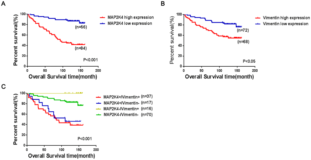 Co-expression of MAP2K4 and Vimentin is an unfavorable factor in breast cancer patient prognoses. (A–C) The log-rank test was used to calculate P-values.