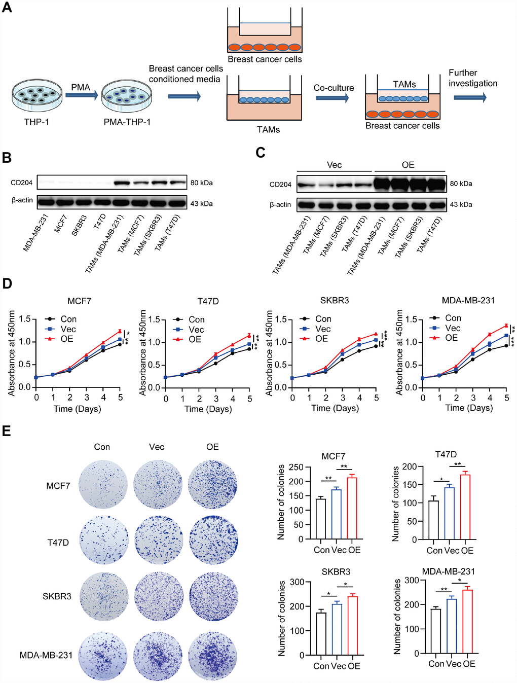 Schema for representing the experiment procedures (A). Protein expression of CD204 was detected by Western blotting (B, C). Proliferation of breast cancer cells alone (Con) or co-cultured with macrophages transfected with negative control plasmid (Vec) or macrophages transfected with CD204 plasmid (OE) was assessed by CCK-8 and colony formation assays (D, E).