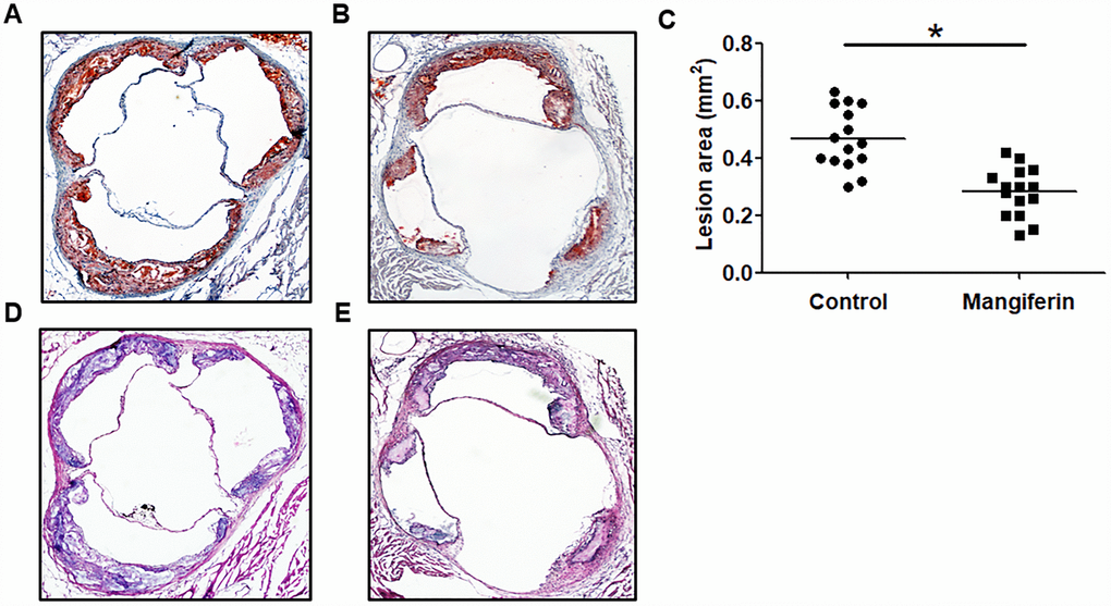 Mangiferin reduces atherosclerotic lesion formation in apoE-/- mice. Eight-week-old male apoE-/- mice were intraperitoneally injected with PBS or mangiferin (15 mg/kg) every day for 12 weeks. (A–B) Representative image of Oil Red O staining of an aortic lesion. Original magnification: 40×. (C) Quantification of the lesion areas of mice (n=15/group). *P vs. control group. Values are expressed as the mean ± SEM (n =15/group). (D–E) Representative HE staining of an aortic lesion in apoE-/- mice. Original magnification: 40×.