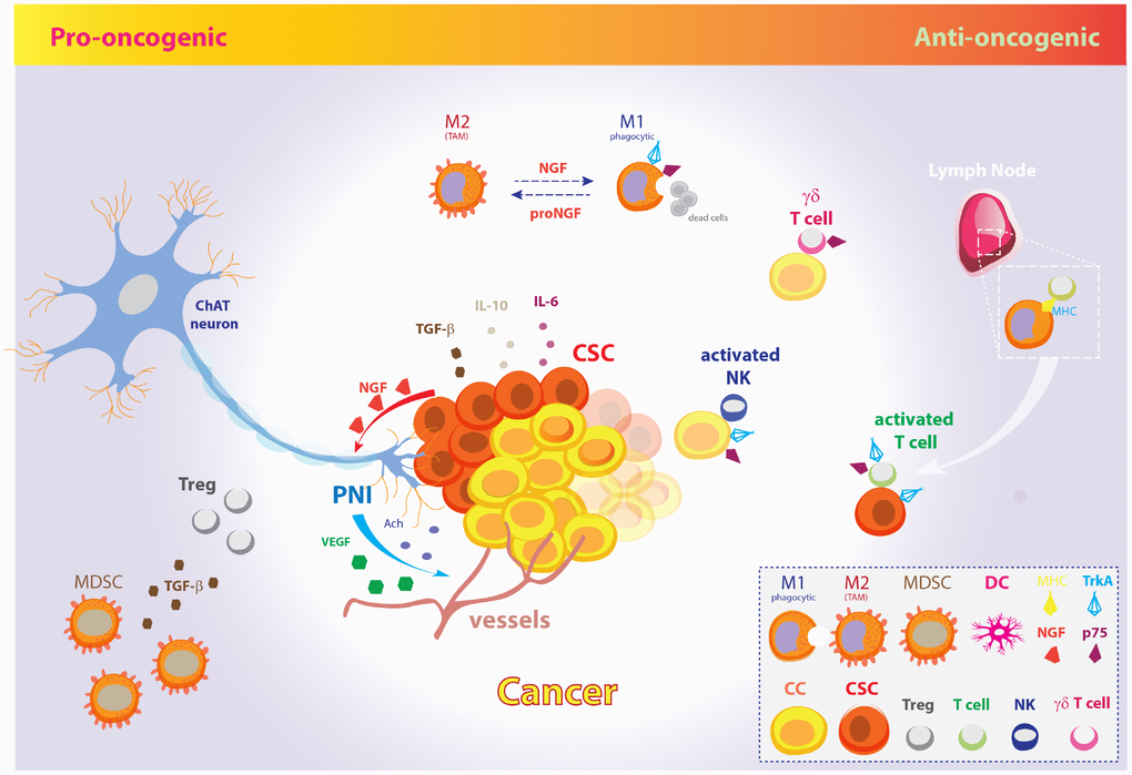 The pro-oncogenic and anti-oncogenic effects of the NGF signaling pathway in CSC metabolism and EMT. Schematic model illustrating the opposite pro-oncogenic (left) and anti-oncogenic (right) actions of NGF signaling pathway in the control of CSCs growth and cancer evasion from the host immune system. Pro-oncogenic pathway. CSCs promote tumor growth, perineural invasion, CSCs proliferation and spreading through vessels and nerves by NGF release. In fact, tumor-released NGF attracts cholinergic endings and promotes cancer expansion and neoangiogenesis through neuronal-derived Ach and VEGF. Further, CSCs inhibit the host immune response and facilitate metastatic spreading through IL-10, IL-6, and TGF-β. Excess amount of proNGF stimulates macrophages polarization toward the M2 phenotype, giving rise to TAMs, which are unable to phagocytize cancer cells. Moreover, MDSCs induce Tregs expansion by TGF-β release and contribute to dismount the T-cells mediated immune response. Anti-oncogenic pathway. On the other hand, increasing evidences pinpoint a role for NGF pathway in promoting tumor surveillance by both natural and adaptive immune cells. The NGF-TrkA signaling system induces phagocytic M1 macrophages, thus resolving cancerogenic inflammation. Moreover, NGF receptors allow membrane exposure of activatory NK receptors. The p75-expressing γδ T cells are phagocytic T cells of the so-called “lymphoid stress surveillance” system. NGF-TrkA promotes MHC-I and MHC-II expression by cancer cells and CSCs, and allow recruitment of IL-2 activated T cells in lymph- , promoting the tumor mass eradication. The illustration includes images modified from “freevector.com”, distributed under the Creative Commons Attribution 4.0 license (CC BY 4.0).