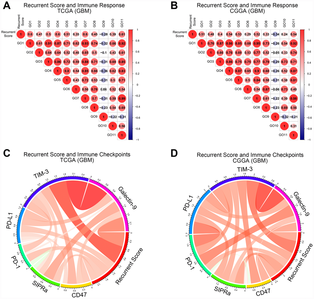 The relationship between recurrence score and tumor immune functions of GBM. (A, B) Correlation matrix of recurrence score and tumor immune functions in the TCGA and CGGA databases. The numbers were the R value of the Pearson correlation analysis. GO1: Immune response. GO2: B cell activation involved in immune response. GO3: T cell activation involved in immune response. GO4: Cytokine production involved in immune response. GO5: Cytokine secretion involved in immune response. GO6: Immune response to tumor cell. GO7: Leukocyte activation involved in immune response. GO8: Natural killer cell-mediated immune response to tumor cell. GO9: T cell-mediated immune response to tumor cell. GO10: Natural killer cell activation involved in immune response. GO11: Myeloid cell activation involved in immune response. (C, D) Correlation matrix of recurrence score and immune checkpoints in TCGA and CGGA databases. Red strips represent positive correlations and green strips represent negative correlations. The wider the strip, the stronger the correlation. The p-value of the correlation analysis between recurrence score and tumor immune functions was provided in Supplementary Table 2.