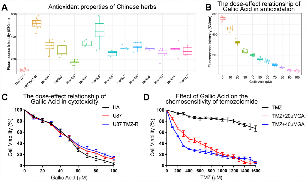 Gallic acid was screened out as a TMZ chemotherapy sensitizer in TMZ-resistant glioma cells. (A) Gallic acid showed the strongest ROS scavenging ability in 12 kinds of herbs extracts in U87 TMZ-R. Herb1: Atractylenolide I, Herb2: Curcumin, Herb3: Gallic acid, Herb4: Nuzhenide, Herb5: Pachymic acid, Herb6: Pulchinenoside C, Herb7: Paeoniflorin, Herb8: Curcumol, Herb9: Polydatin, Herb10: Danshensu, Herb11: Artemisinin, Herb12: Scutellarin. (B) The ROS scavenging capacity increased with increasing concentration of gallic acid in U87 TMZ-R. (C) The cytotoxicity increased with increasing concentration of gallic acid in HA, U87, and U87 TMZ-R. (D) A low dose of gallic acid (20 μM and 40 μM) could restore chemosensitivity of U87 TMZ-R to temozolomide.