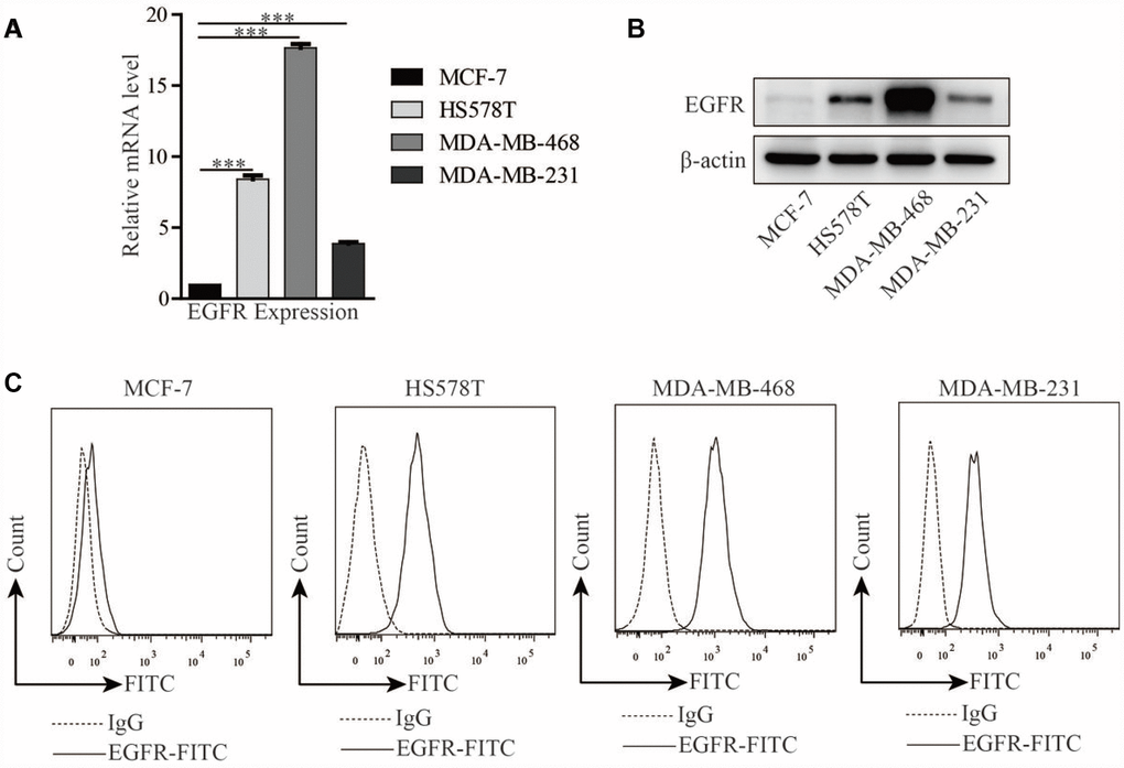 EGFR expression in breast cancer cell lines. EGFR expression in TNBC cell lines (HS578T, MDA-MB-468, and MDA-MB-231) and MCF-7 cells detected by (A) real-time RT PCR, (B) Western blot, and (C) flow cytometry. Error bars represent means ± SEM. T-tests were used for statistical analysis; ***p 