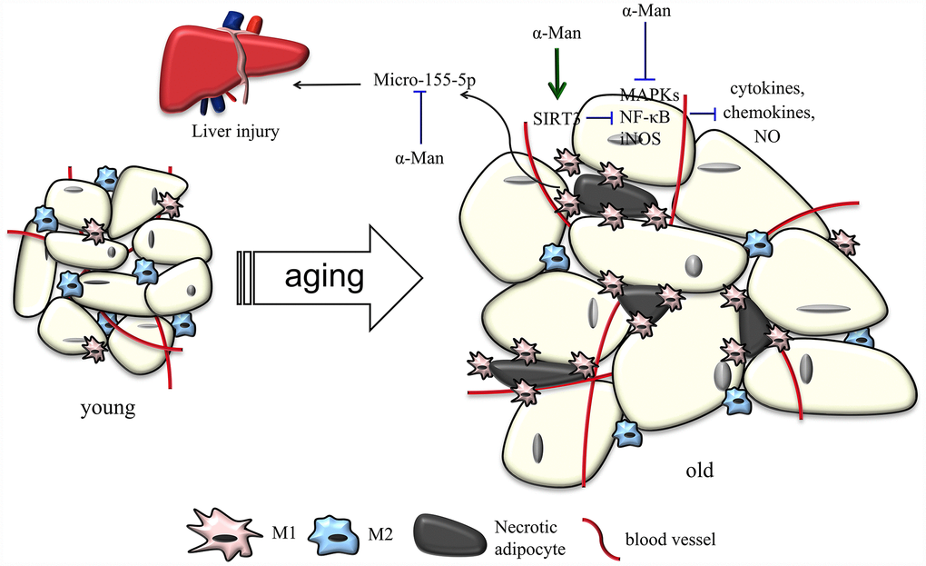 Schematic models of molecular targets of α-Man in attenuating visceral adipose tissue inflammation.