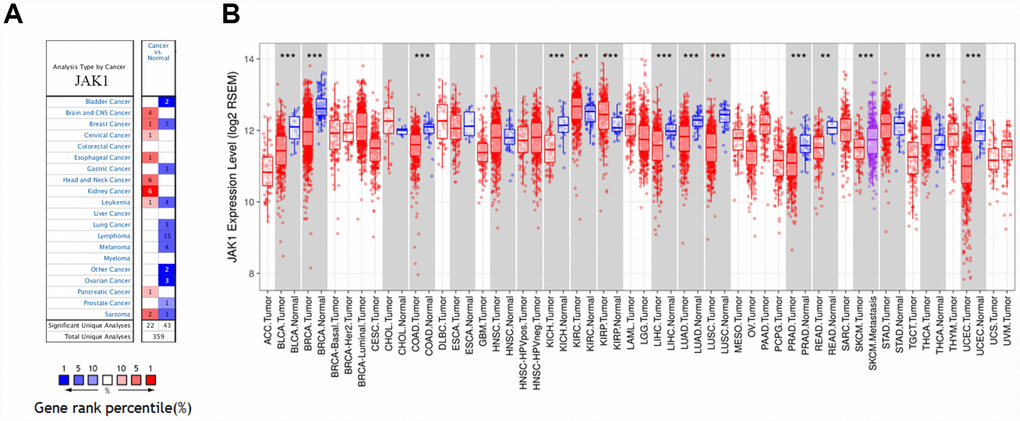 JAK1 expression levels in human cancers. (A) JAK1 in data sets of different cancers in the Oncomine database. (B) JAK1 expression levels in different tumor types from TCGA database were determined by TIMER (*P 