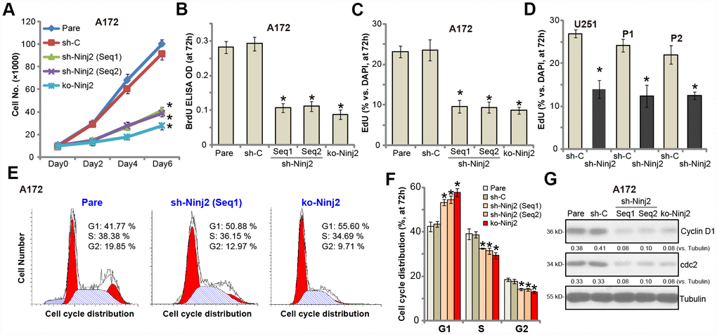 Ninj2 shRNA or KO inhibits human glioma cell proliferation. A172 glioma cells (A–C, E–G), U251MG glioma cells (D) or the primary human glioma cells (derived two patients, “P1/P2”, D) were transduced with lentiviral Ninj2 shRNAs (“sh-Ninj2”, two different sequences “Seq1/Seq2”), control shRNA (“sh-C”) or the CRISPR/Cas9 Ninj2 KO construct (“ko-Ninj2”), stable cells were established via puromycin selection; Cell proliferation was examined by the assays mentioned in the text (A–D), and cell cycle progression tested by PI-FACS (E and F), with cyclin D1 and cdc2 expression tested and quantified (G). For each assay, n=5. *p