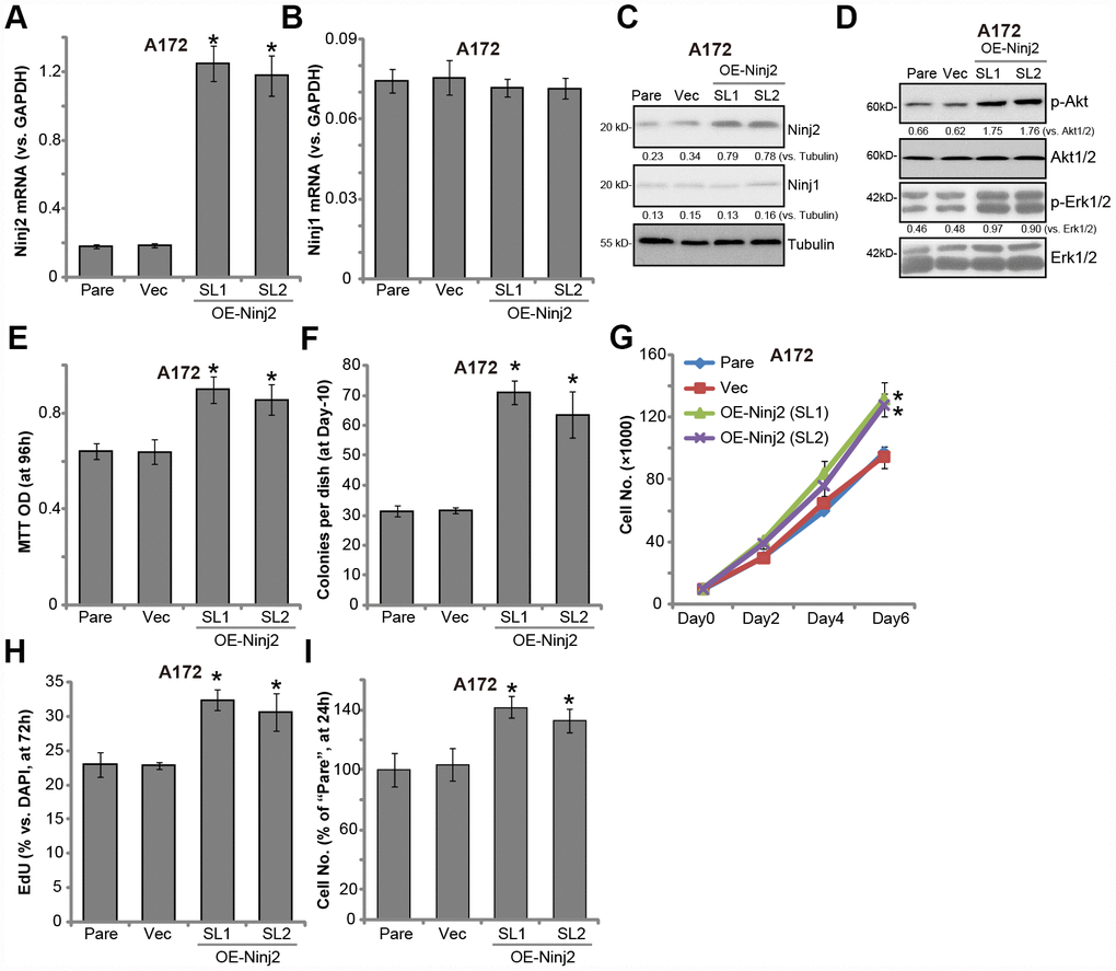 Ectopic Ninj2 overexpression promotes glioma cell progression in vitro. A172 cells were infected with the Ninj2-cDNA lentivirus (LV-Ninj2), followed by puromycin selection two stable cell lines (“SL1/SL2”) were established (“OE-Ninj2” cells). Control cells were infected with empty vector lentivirus (“Vec”); Expression of listed genes were tested by qPCR and Western blotting (A–D); Cell viability (MTT OD, E) and soft agar colony formation (F) were tested; Cell proliferation was tested by cell counting assay (G) and EdU staining assay (H), with cell migration tested by the Transwell assay (I). Expression of listed proteins was quantified and normalized to the loading control (C and D). For each assay, n=5. *p