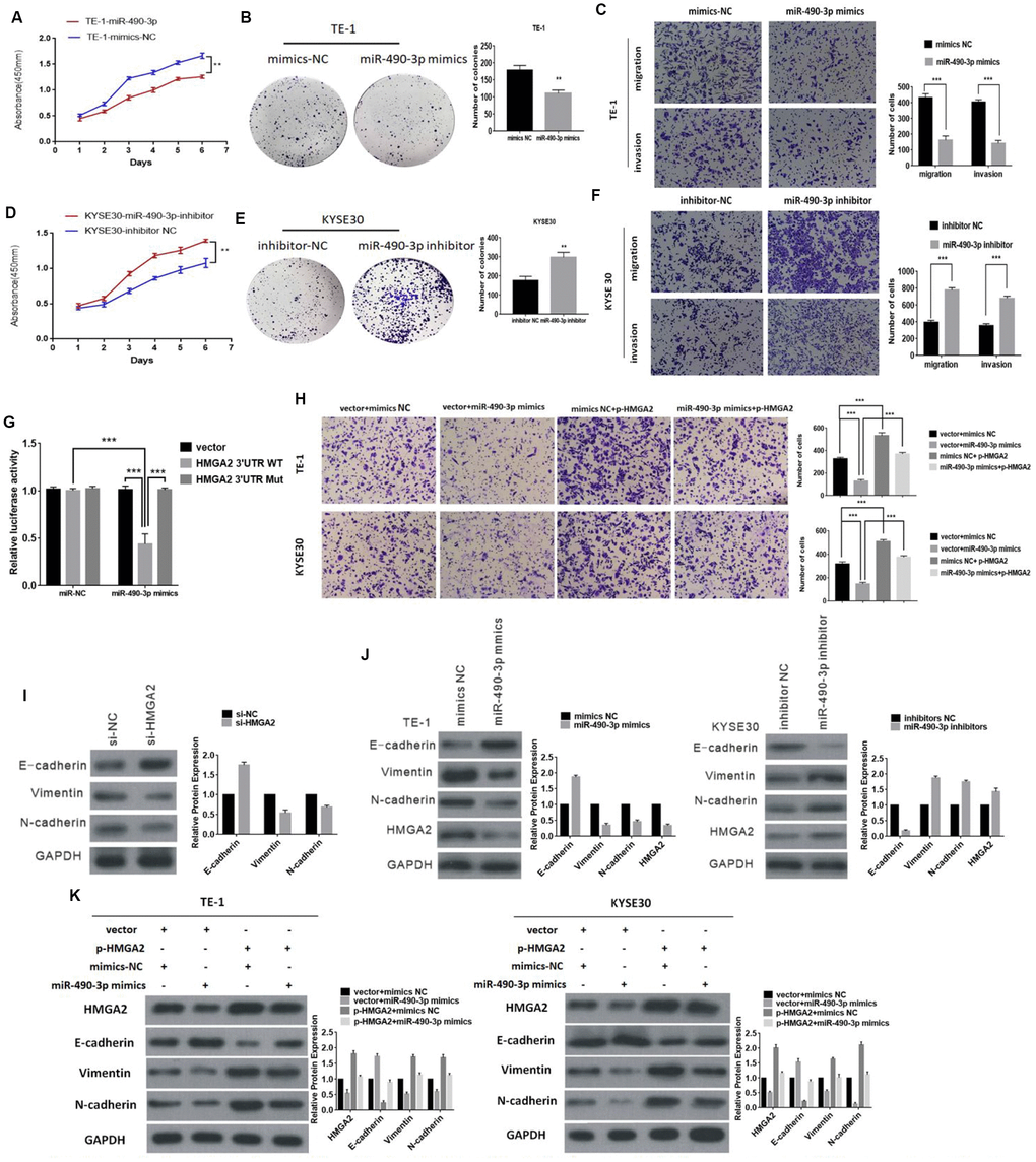 The function of miR-490-3p in ESCC cells. (A) and (B) The effect of miR-490-3p on cell proliferation in vitro using CCK8 assay and colony formation assay after overexpressing miR-490-3p in TE-1. (C) Cell migration and invasion abilities were assessed by transwell assay after overexpressing miR-490-3p in TE-1 cells. (D and E) The effect of miR-490-3p on cell proliferation in vitro using CCK8 assay and colony formation assay after knocking down miR-490-3p in KYSE30 cells. (F) Cell migration and invasion abilities were assessed by transwell assay after knocking down miR-490-3p in KYSE30 cells. (G) Luciferase reporter assay for the luciferase activity of HMGA2-3 ′UTR WT or HMGA2-3 ’UTR mutant in cells cotransfected with miRNA mimics. (H) The invasion ability was evaluated by transwell Matrigel invasion assays (I) Knockdown of HMGA2 inhibits EMT (J) Western blot analysis comparing upregulated and downregulated- miR-490-3p ESCC cells with control cells were shown for vimentin, E-cadherin, N-cadherin and HMGA2. (K) The expression of HMGA2 and EMT markers was detected by Western blot after transfection with mimics or HMGA2 overexpression plasmids.* P