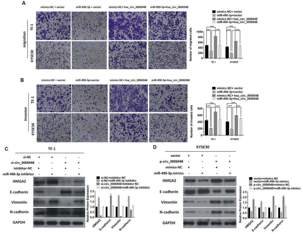 Overexpression of hsa