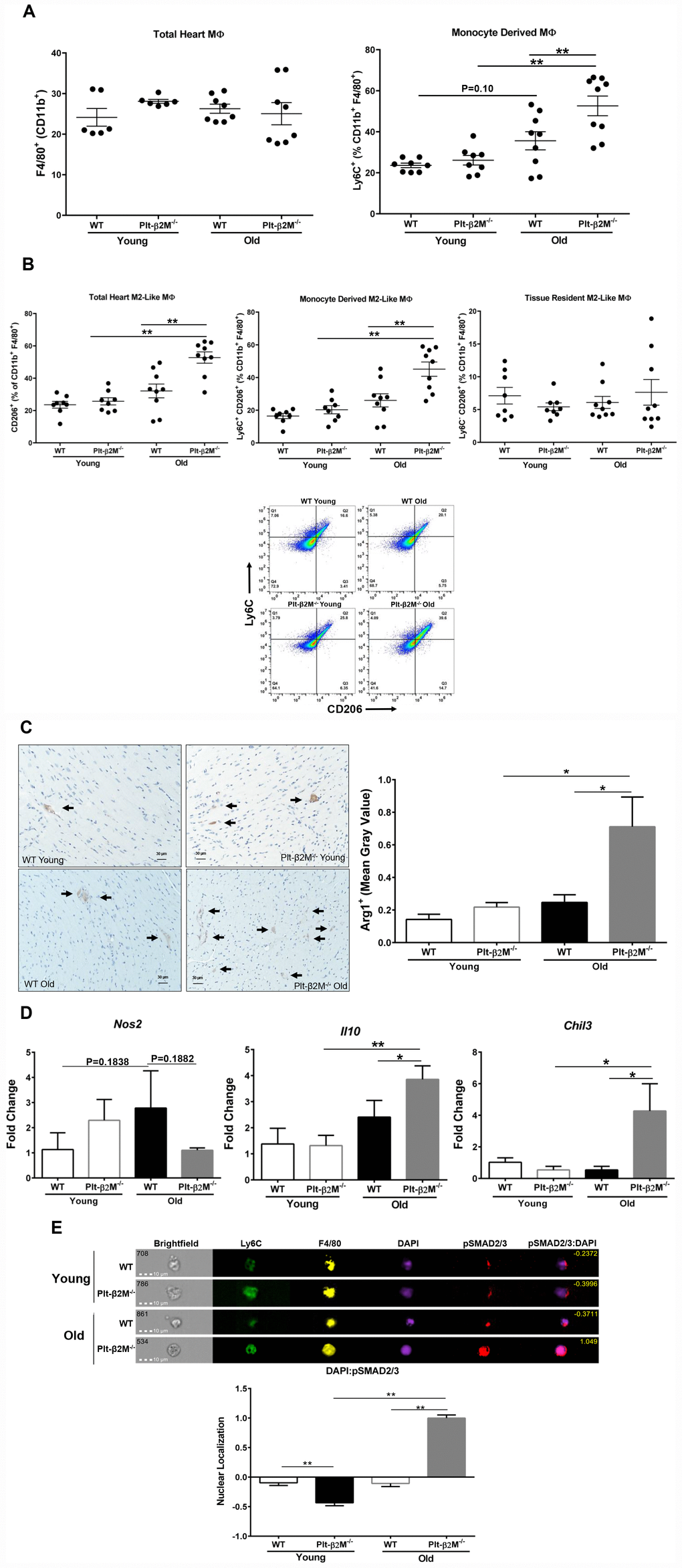 Cardiac macrophages had different inflammatory phenotypes in older WT and Plt-β2M-/- mice. (A) WT and Plt-β2M-/- mice had equal numbers of cardiac macrophages, but old Plt-β2M-/- mice had more monocyte derived macrophages. WT old mice had a trend towards increase in monocyte derived macrophages compared to young genotype control. Flow cytometry of single cell suspensions isolated from hearts at 4 and 14 mos old mice (mean ± SEM, **PB) Hearts from Plt-β2M-/- mice had more M2-like macrophages. Flow cytometry of single cell suspensions isolated from hearts at 4 and 14 mos (mean ± SEM, *PC) Hearts from Plt-β2M-/- mice had more M2-like macrophages. Immunohistochemistry was performed for Arginase-1. Positive staining was observed by brown staining and quantified as mean gray value using ImageJ. Images were collected at 10x from 7 mice of WT young, WT old and Plt-β2M-/- young and 9 mice of Plt-β2M-/- old. Representative images shown at 20x, scale bar 30 μm (mean ± SEM, *PD) Plt-β2M-/- mice had greater M2-like macrophage marker gene expression. qRT-PCR for Il10, Chil3, Nos2 were performed (N=3, mean ± SD, *PE) Old Plt-β2M-/- monocytes/macrophages in the heart, had increased pSMAD2/3 nuclear localization. ImageStream analysis was performed using single cell heart suspensions. Representative images of monocyte derived macrophages shown. Nuclear localization quantified for overlap of pSMAD2/3 with nuclear DAPI staining. Quantified images were pooled from 3 mice of young genotypes and 4 mice of old genotypes (mean ± SEM, **P