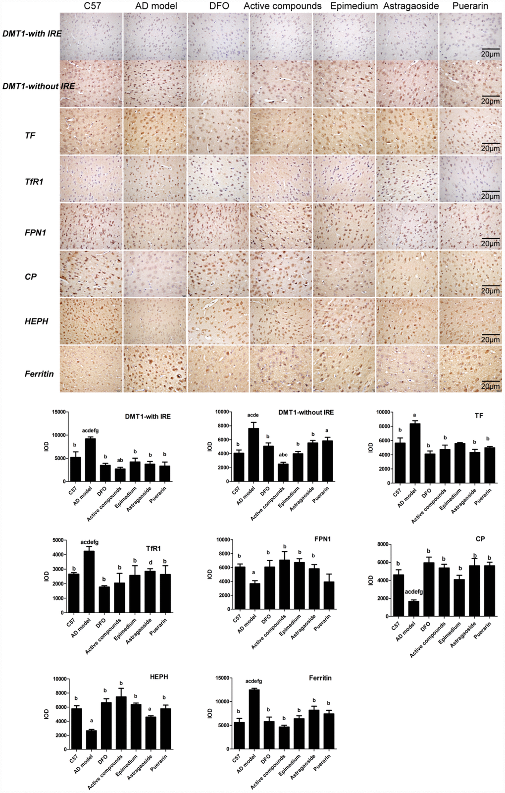 Effects of the active compounds containing the effective components of Epimedium, Astragaoside and Puerarin on the morphological distribution of the iron uptake protein DMT1-with IRE, DMT1-without IRE, TF, TfR1, iron release protein FPN1, CP, HEPH; iron storage protein Ferritin in the cerebral cortex of AD transgenic mice. All data are expressed as the mean ± SD. Intergroup differences were compared with multivariate analysis of variance followed by the least significant difference test. (A) P B) P C) P D) P E) P F) P 