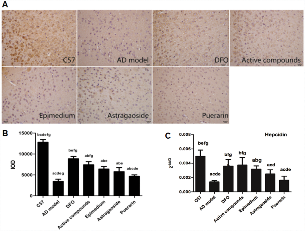 Effects of the active compounds containing the effective components of Epimedium, Astragaoside and Puerarin on the protein expression levels of the iron regulated hormone hepcidin in the cerebral cortex of AD transgenic mice using the immnohistochemical staining and RT-PCR. (A and B) immunostaining images and IOD values of hepcidin. (C) mRNA expression levels of the iron regulated hormone hepcidin AD transgenic mice. All data are expressed as the mean ± SD. Intergroup differences were compared with multivariate analysis of variance followed by the least significant difference test. (A) P B) P C) P D) P E) P F) P 