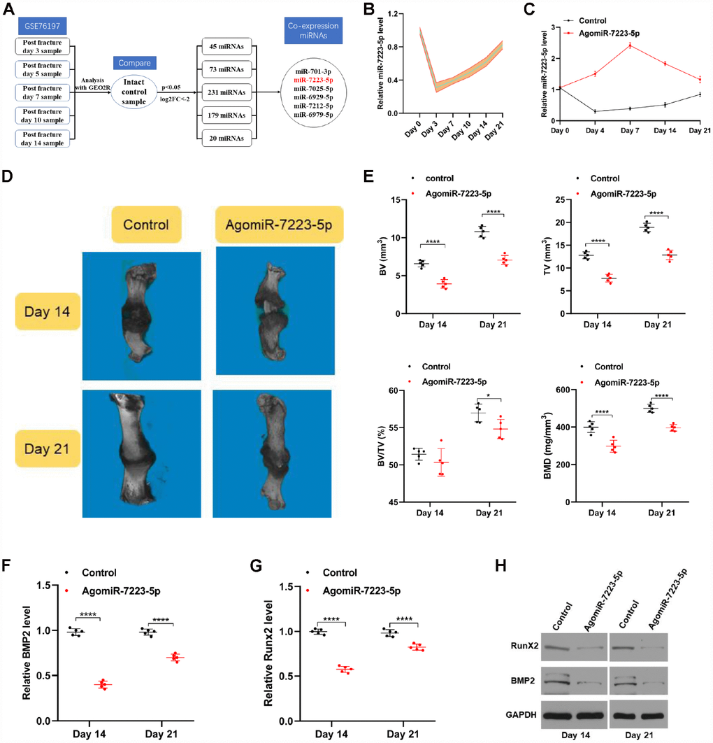 miR-7223-5p was downregulated during fracture healing. (A) Flow chart of downregulated miRNAs (log2 fold-change ≤ -2.0, pB) qRT-PCR analysis confirmed a decreased level of miR-7223-5p during fracture healing (n=5). (C) miR-7223-5p levels in calluses as measured by qRT-PCR (n=5). (D) MicroCT was used to reconstruct three-dimensional images of the fracture site. (E) Bone volume (BV), total volume (TV), and BV/TV were used to assess the calluses (n=5). (F–H) BMP2 and Runx2 levels in the callus samples from the mice on days 14 and 21 were measured by qRT-PCR and western blot (n=5).