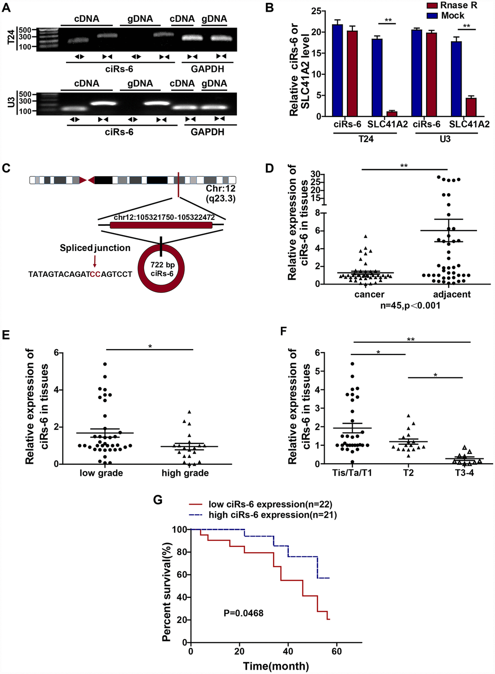 ciRs-6 is downregulated in bladder cancer, and its downregulation is associated with poor prognosis. (A) Divergent (◀▶) and convergent (▶◀) primers were designed for ciRs-6 (◀▶) and its linear form, SLC41A2 (▶◀), respectively. Agarose gel nucleic acid electrophoresis was used to detect both the cDNA and gDNA forms of ciRs-6 and SLC41A2. (B) RNase R treatment was used to evaluate the exonuclease resistance of ciRs-6. (C) The diagram schematically illustrates the circulation of ciRs-6. (D) qPCR was used to detect the expression of ciRs-6 in 45 paired bladder cancer tissues and adjacent normal tissues. (E) The expression of ciRs-6 in 58 bladder cancer tissues was evaluated by qPCR and analyzed for high/low grade and (F) T stages. (G) Relationship between overall survival and ciRs-6 level in bladder cancer patients was analyzed by Kaplan-Meier curves and log-rank tests. The median value of the ciRs-6 level was used as the cutoff. The results are displayed as the mean±SEM, *p