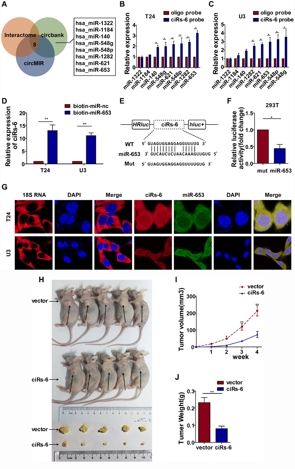 ciRs-6 effectively sponges miR-653. (A) miRNAs that could bind to ciRs-6 were predicted by Interactome, circBANK, and circMIR. Finally, 8 miRNAs were found commonly in each database; (B, C) RNA pulldown assays were performed to examine the affinity of ciRs-6 for the 8 above miRNAs in bladder cancer cells; (D) RNA pulldown assays were performed to evaluate the affinity of ciRs-6 for miR-653 in bladder cancer cells; (E, F) dual luciferase reporter assays showed binding properties of ciRs-6 and miR-653; (G) RNA FISH showed the cellular location of ciRs-6 and miR-653. Nuclei were stained with DAPI. Pictures were photographed at 400× under a light microscope. The results are displayed as the mean±SEM, *p