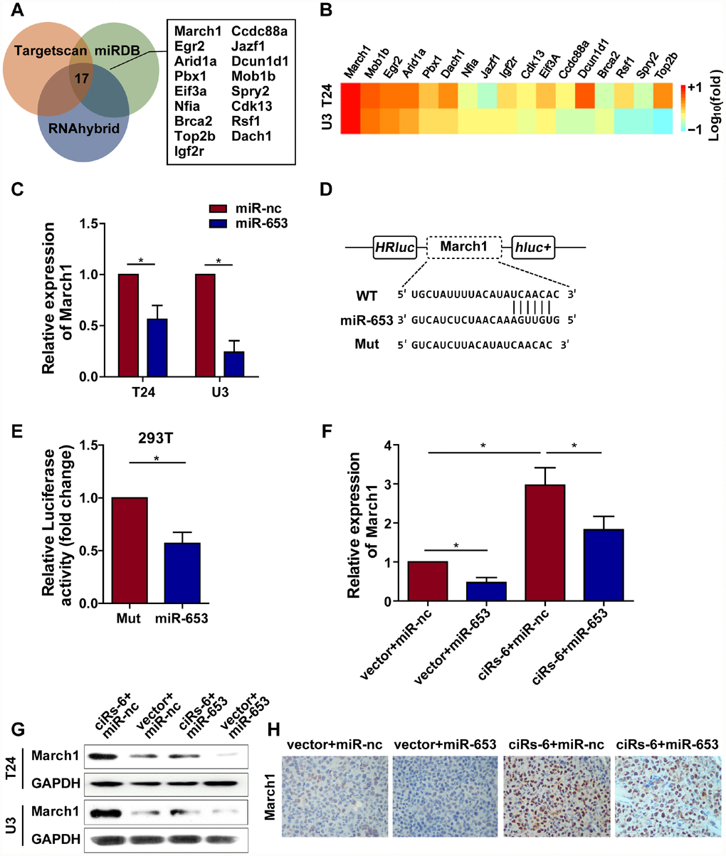 ciRs-6 sponges miR-653 to elevate March1 levels. (A) Target genes that binds to miR-653 were predicted by TargetScan, RNAhybrid, and miRDB; (B) qPCR was used to detect the expression of the 17 predicted targets following ciRs-6 overexpression; (C) miR-653 significantly reduced March1 expression in bladder cancer cells; (D, E) dual luciferase reporter assays showed binding between March1 and miR-653. (F, G) qPCR and Western blot experiments were performed to detect March1 levels among ciRs-6+miR-nc, vector+miR-nc, ciRs-6+miR-653, and vector+miR-653 cells. (H) IHC was performed to detect March1 levels in tissues that were previously collected from a subcutaneous tumor model. Pictures were photographed at 200× under a light microscope. The results are displayed as the mean±SEM, *p