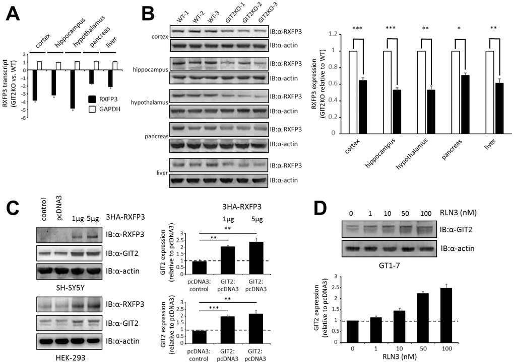 Discovery of RXFP3 as a possible controller for GIT2, identified through an expressional relationship. (A) Using transcriptome profiling, we investigated the expression levels of RXFP3 in GIT2-knock out (GIT2KO) mice (n=4). Both in the central nervous system (CNS) (cortex, hippocampus, and hypothalamus) and in peripheral tissues (pancreas, and liver) RXFP3 expression level was decreased compared to Wild-type (WT) littermates (n=4), GAPDH expression was shown to be stable as a control. (B) These results were replicated using western blotting, actin loading control was used. (C) Through transient transfection, RXFP3 was over expressed in SH-SY5Y and HEK293 cells at 1 and 2 μg, as control cells were also overexpressed with an empty vector (pcDNA3). Actin was used as a loading control (n=3). A specific expression increase for GIT2 was seen after overexpression of RXFP3 in both cell types. (D) Stimulation of GT1-7 cells using the endogenous ligand Relaxin 3 (RLN3), showed a dose dependent increase in GIT2 expression, with increasing levels of RLN3 (n=3). Data represent the means ± SEM (standard error of the mean). Statistical analyses (Student’s t-test) were performed using GraphPad Prism version 7.0 (GraphPad Software, San Diego, CA, USA). Significance level is indicated in each figure as *p ≤ 0.05; **p ≤ 0.01; ***p ≤ 0.001.