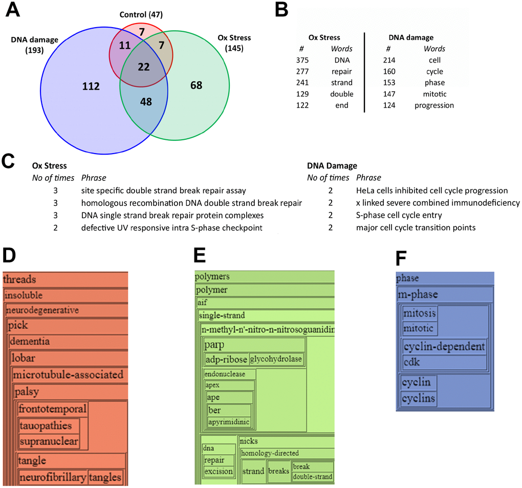 Initial analysis of the unique RXFP3 interactomes under stress conditions indicates a role in DNA damage response and cell cycle control. (A) VennPlex analysis of the different RXFP3 interactomes, RXFP3 without stress (control; orange) (n=3), RXFP3 in response to Oxidative stress using 100 nM hydrogen peroxide for 90 minutes (Ox Stress; Green) (n=3), and DNA damage using 1 μM of camptothecin for 3 hours (DNA damage; blue) (n=3). For further analysis, the proteins unique to Oxidative stress and DNA damage were used for further analysis using Textrous! (textrous.irp.nia.nih.gov), which employs latent semantic indexing to achieve an easy and unbiased appreciation of our data, supplying a list of words and noun-phrases related to our dataset. Further analysis of these wordlists using WriteWords (http://www.writewords.org.uk), enabled us to count the most prominently present (B) words, and (C) noun-phrases associated to the specific datasets, from this it becomes clear that RXFP3 interacts with proteins involved in DNA damage response (Oxidative Stress) and Cell cycle control (DNA damage) in response to stress. Next, we extracted the hierarchical wordcloud from Textrous!, where we see the specific words for (D) Control, indicating a role in control of neurodegenerative disorders such as Alzheimer’s disease and frontotemporal dementia (FTD), (E) Oxidative Stress, again indicating an association with DNA damage repair; and (F) DNA damage, indicating a connection to cell cycle control.