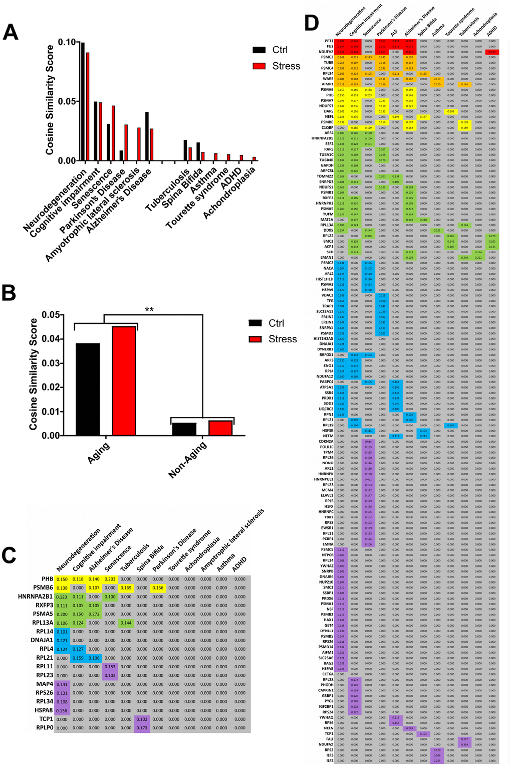 Investigation of the RXFP3 interactome using Latent Semantic Indexing program, GeneIndexer. Using specific age-related or -unrelated interrogator terms, the Latent Semantic Indexing program, GeneIndexer is able to show a relationship between our dataset and aging. (A) Using Neurodegeneration, cognitive impairment, senescence, Parkinson’s disease, amyotrophic lateral sclerosis, and Alzheimer’s disease as the Age-related interrogation terms (“aging”), and Tuberculosis, spina bifida, asthma, Tourette syndrome, ADHD, achondroplasia, as the unrelated aging terms (“Non-aging”), we were able to support our relationship of RXFP3 with aging (Figure 5). Both for the Control (ctrl) and Stress interactome a stronger correlation was seen with the aging interrogation terms. (B) When the results of the interrogation terms were added together, the difference between the aging and non-aging terms was significant. (C) GeneIndexer output with the cosine similarity score for the proteins with the interrogation terms of the control interactome for RXFP3, and (D) for the stress interactome for RXFP3.