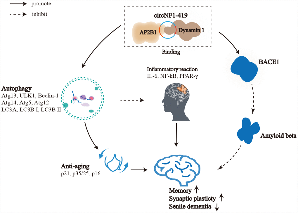 Role of circNF1-419 in regulated astrocyte and delay dementia. Circular RNA NF1-419 has autophagy enhancing activity by binding Dynamin-1 and AP2B1, delaying senile dementia by regulating aging markers (p21, p35/25, p16) and inflammatory factors (IL-6, IL-10, NF-κB), and by reducing the expression of AD marker proteins Tau, p-Tau, Aβ1-42, BACE1 and APOE.