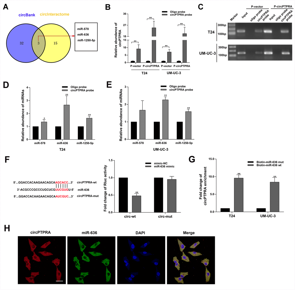 CircPTPRA acts as a sponge of miR-636. (A) Predicted miRNA target of circPTPRA identified on circInteractome and circBank. (B, C) Expression of circPTPRA detected by qRT-PCR analysis and gel electrophoresis of samples obtained by RNA pull-down assay. (D, E) Analysis of miRNAs bound to circPTPRA and control probes, measured by qRT-PCR. (F) Luciferase reporter assay results demonstrating the interaction between circPTPRA and miR-636. (G) Enrichment of circPTPRA captured by biotin-coupled miR-636 mimic or its mutant variant, as detected by qRT-PCR. (H) Co-localization of circPTPRA and miR-636 determined by FISH assay. Scale bar=50μm. Data are presented as the mean ± SD of three experiments. *P **P 