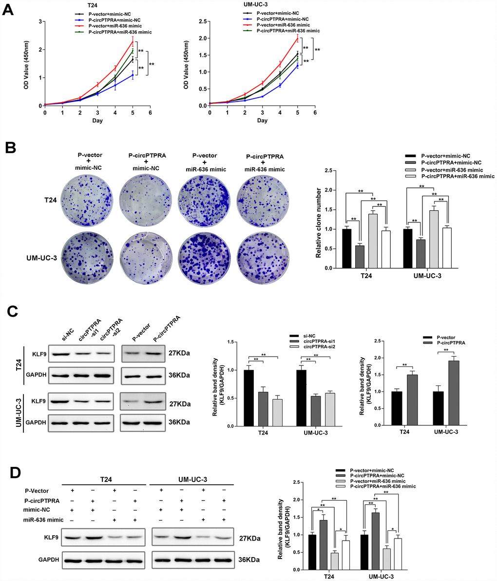 CircPTPRA regulates the expression of KLF9 by sponging miR-636. (A, B) The proliferative effect of circPTPRAon BC cells was partially abrogated by miR-636, evidenced by CCK-8 and colony formation assays. (C) Western blot results showing that circPTPRA upregulates the expression of KLF9. (D) Western blot results demonstrating that the upregulation of KLF9 by circPTPRA is partially abrogated by miR-636. Data are presented as the mean ± SD of three experiments. *P**P