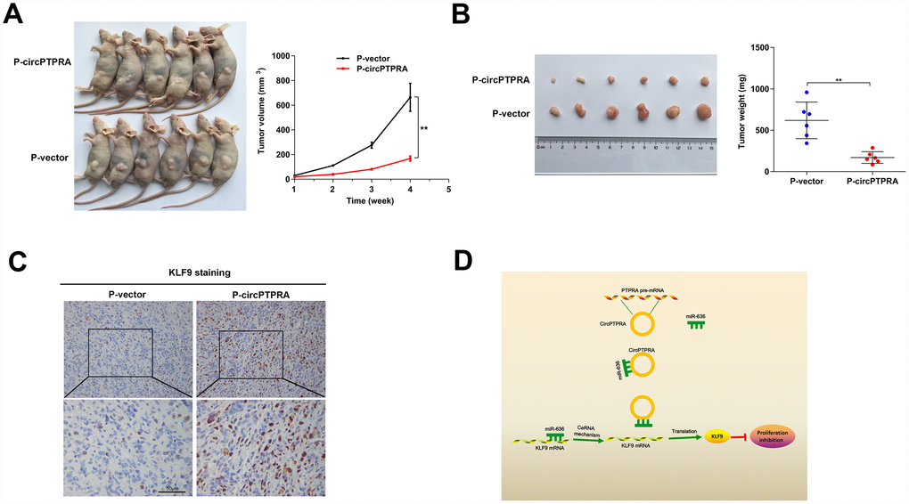 CircPTPRA overexpression inhibits BC growth in vivo. (A)Tumor growth measurements in mice injected with circPTPRA-overexpressing cells or vector control cells. (B) Representative image of subcutaneous tumors generated in BALB/c nude mice (left), and corresponding tumor weights (right). (C) IHC staining of KLF9 in excised tumors. (D) Schematic diagram depicting the inhibitory effect of circPTPRA on BC cell proliferation by impeding the miR-636/KLF9 interaction. Data are presented as the mean ± SD. **P