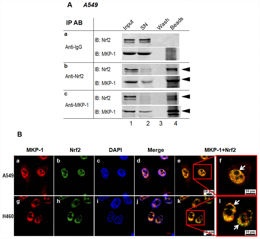 MKP-1 interacts with Nrf2. (A) Endogenous MKP-1 and Nrf2 interacted in A549 cells. Cell lysate from A549 cells was immunoprecipitated with antibody specific to MKP-1 or Nrf2. IgG was used as negative control. After washing, the immunoprecipitates were analysed by immunoblotting with antibody specific to Nrf2 or MKP-1. Input, 10% of the cell lysate used for immunoprecipitation. (B) Endogenous MKP-1 co-localised with Nrf2 in A549 and H460 cells. Cells were grown on cover-slips and fixed. Indirect immunofluorescence staining was performed to visualize endogenous MKP-1 using a primary rabbit antibody against MKP-1, and followed by Texas Red goat anti-rabbit secondary antibody. The endogenous Nrf2 was visualized using a primary mouse antibody against Nrf2 and followed by EGFP anti-mouse secondary antibody. The endogenous MKP-1 and Nrf2 are shown in red and green, respectively. Nuclei were stained with DAPI (blue). The scale bars represent 10 μm. Results are representative of three separate experiments.