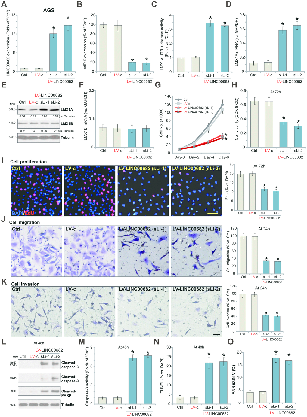 Ectopic overexpression of LINC00682 induces miR-9 downregulation but LMX1A upregulation, inhibiting AGS cell survival, proliferation, migration and invasion. AGS cells were infected with LINC00682-expressing lentivirus (“LV-LINC00682”), following puromycin selection two stable lines (“sLi-1/-2”) were obtained; Control cells were infected with the lentivirus with empty vector (“LV-c”); In those cells expression of LINC00682 (A), miR-9 (B), LMX1A mRNA (D), LMX1B mRNA (F) was tested by qPCR; The relative LMX1A3’-UTR luciferase activity was tested (C); Expression of the listed proteins in total cell lysates was tested by Western blotting (E); Cells were further cultured for the indicated time periods, cell survival, proliferation, migration and invasion in vitro were tested by the appropriate assays (G–K); Cell apoptosis was tested by Western blotting assay of apoptosis proteins (L), caspase-3 activity assay (M), nuclear TUNEL staining assay (N) and Annexin V FACS staining (O). The exact same number of viable cells of different genetic treatments were plated initially (“0h”/“Day-0”) for the functional assays (Same for all following Figures). Five repeated views in each condition were included to calculate the average number of migrated/invasive cells (Same for all Figures). Listed proteins were quantified and normalized to the loading control (E). “MW” stands for molecular weight (Same for all Figures). “Ctrl” stands for the parental control cells (Same for all Figures). For each assay, n=5 (five dishes or wells). *P vs. “LV-c” cells. Experiments in this figure were repeated four times, and similar results were obtained. Bar=100 μm (I, J and K).